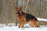 BERGER ALLEMAND 508